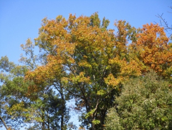 ファイル名: 005.jpg
ファイルサイズ: 113.6KB
→クリックで元のサイズを表示 005