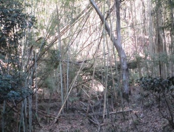 ファイル名: 001.jpg
ファイルサイズ: 129.6KB
→クリックで元のサイズを表示 001